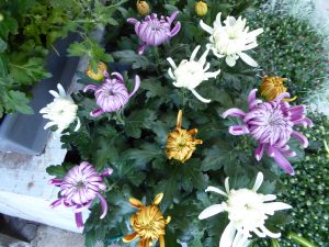 chrysanthèmes multicolores