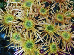 chrysanthemes tokyo