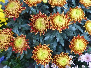 chrysanthemes coeur jaune